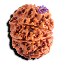 Load image into Gallery viewer, 8 Mukhi Nepalese Rudraksha - Bead No. 480