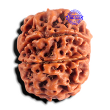 Load image into Gallery viewer, 8 Mukhi Nepalese Rudraksha - Bead No. 480