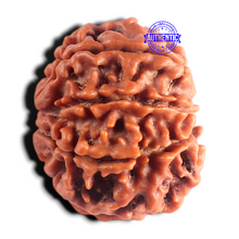 Load image into Gallery viewer, 8 Mukhi Nepalese Rudraksha - Bead No. 481