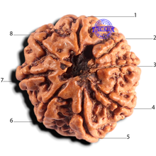 Load image into Gallery viewer, 8 Mukhi Nepalese Rudraksha - Bead No. 482