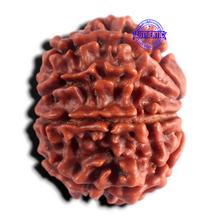 Load image into Gallery viewer, 8 Mukhi Nepalese Rudraksha - Bead No. 483