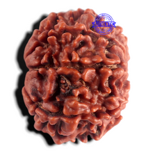 Load image into Gallery viewer, 8 Mukhi Nepalese Rudraksha - Bead No. 483