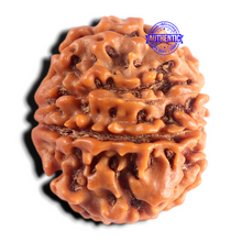 Load image into Gallery viewer, 8 Mukhi Nepalese Rudraksha - Bead No. 484