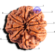 Load image into Gallery viewer, 8 Mukhi Nepalese Rudraksha - Bead No.485