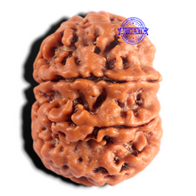 Load image into Gallery viewer, 8 Mukhi Nepalese Rudraksha - Bead No.485