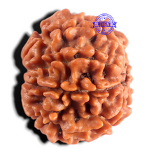 Load image into Gallery viewer, 8 Mukhi Nepalese Rudraksha - Bead No. 486