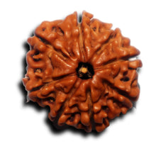 Load image into Gallery viewer, 8 Mukhi Nepalese Rudraksha - Bead No. 439