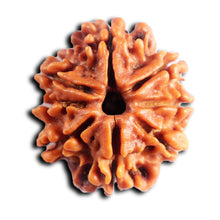 Load image into Gallery viewer, 8 Mukhi Nepalese Rudraksha - Bead No. 442