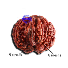 Load image into Gallery viewer, 8 Mukhi Nepalese Double Ganesha Rudraksha - Bead No. 255