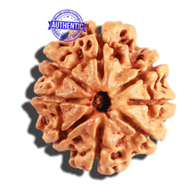 Load image into Gallery viewer, 8 Mukhi Nepalese Rudraksha - Bead No. 163