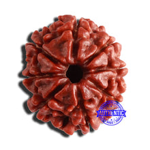 Load image into Gallery viewer, 8 Mukhi Nepalese Rudraksha - Bead No. 323