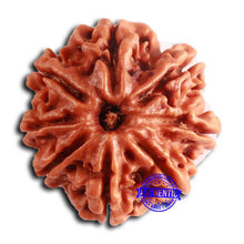 Load image into Gallery viewer, 8 Mukhi Nepalese Rudraksha - Bead No. 386