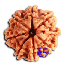 Load image into Gallery viewer, 8 Mukhi Nepalese Rudraksha - Bead No. 388