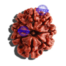 Load image into Gallery viewer, 8 Mukhi Nepalese Rudraksha - Bead No. 62
