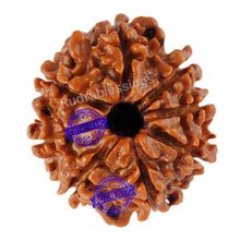 Load image into Gallery viewer, 8 Mukhi Nepalese Rudraksha - Bead No. 85