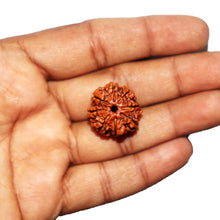 Load image into Gallery viewer, 8 Mukhi Nepalese Rudraksha - Bead No. 438