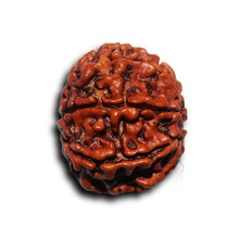 Load image into Gallery viewer, 8 Mukhi Nepalese Rudraksha - Bead No. 438