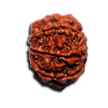 Load image into Gallery viewer, 8 Mukhi Nepalese Rudraksha - Bead No. 438