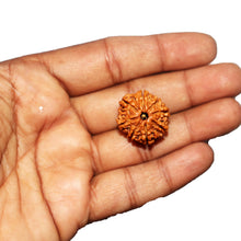 Load image into Gallery viewer, 8 Mukhi Nepalese Rudraksha - Bead No. 439