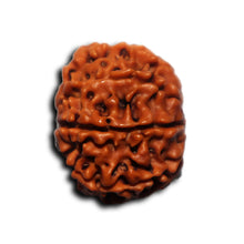 Load image into Gallery viewer, 8 Mukhi Nepalese Rudraksha - Bead No. 439