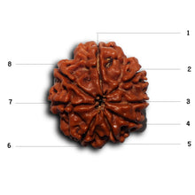 Load image into Gallery viewer, 8 Mukhi Nepalese Rudraksha - Bead No. 440