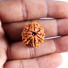 Load image into Gallery viewer, 8 Mukhi Nepalese Rudraksha - Bead No. 441