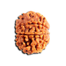 Load image into Gallery viewer, 8 Mukhi Nepalese Rudraksha - Bead No. 441