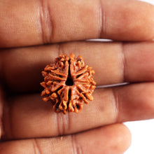 Load image into Gallery viewer, 8 Mukhi Nepalese Rudraksha - Bead No. 442
