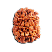 Load image into Gallery viewer, 8 Mukhi Nepalese Rudraksha - Bead No. 442