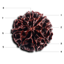 Load image into Gallery viewer, 8 Mukhi Hybrid Rudraksha - Bead No. 47