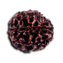 Load image into Gallery viewer, 8 Mukhi Hybrid Rudraksha - Bead No. 47