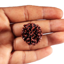 Load image into Gallery viewer, 8 Mukhi Hybrid Rudraksha - Bead No. 48