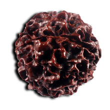 Load image into Gallery viewer, 8 Mukhi Hybrid Rudraksha - Bead No. 49