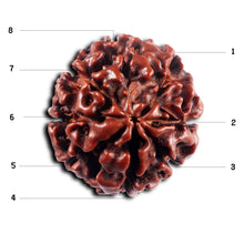 Load image into Gallery viewer, 8 Mukhi Hybrid Rudraksha - Bead No.50