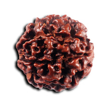Load image into Gallery viewer, 8 Mukhi Hybrid Rudraksha - Bead No.50
