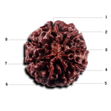 Load image into Gallery viewer, 8 Mukhi Hybrid Rudraksha - Bead No. 51