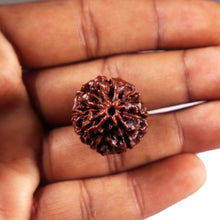 Load image into Gallery viewer, 8 Mukhi Hybrid Rudraksha - Bead No. 53
