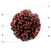 Load image into Gallery viewer, 8 Mukhi Hybrid Rudraksha - Bead No.54
