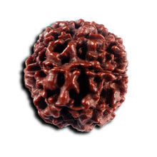 Load image into Gallery viewer, 8 Mukhi Hybrid Rudraksha - Bead No.54
