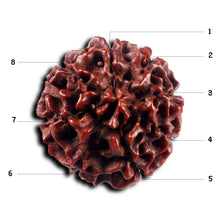 Load image into Gallery viewer, 8 Mukhi Hybrid Rudraksha - Bead No. 55