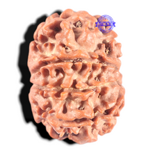 Load image into Gallery viewer, 8 Mukhi Nepalese Rudraksha - Bead No. 117A