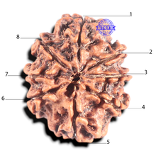 Load image into Gallery viewer, 8 Mukhi Nepalese Rudraksha - Bead No. 302