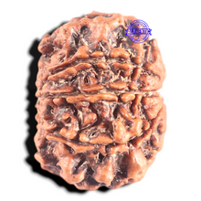 Load image into Gallery viewer, 8 Mukhi Nepalese Rudraksha - Bead No. 302