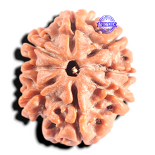 Load image into Gallery viewer, 8 Mukhi Nepalese Rudraksha - Bead No. 395