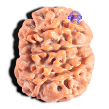Load image into Gallery viewer, 8 Mukhi Nepalese Rudraksha - Bead No. 395