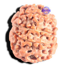 Load image into Gallery viewer, 8 Mukhi Nepalese Rudraksha - Bead No. 395