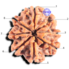 Load image into Gallery viewer, 8 Mukhi Nepalese Rudraksha - Bead No.419