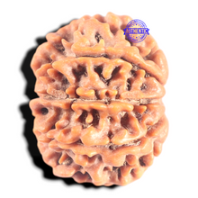 Load image into Gallery viewer, 8 Mukhi Nepalese Rudraksha - Bead No.419