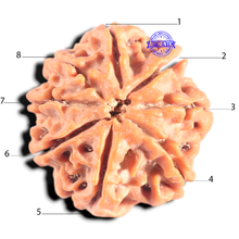 Load image into Gallery viewer, 8 Mukhi Nepalese Rudraksha - Bead No.428