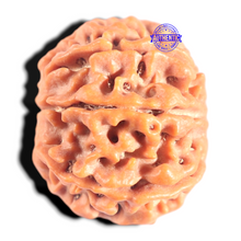 Load image into Gallery viewer, 8 Mukhi Nepalese Rudraksha - Bead No.428